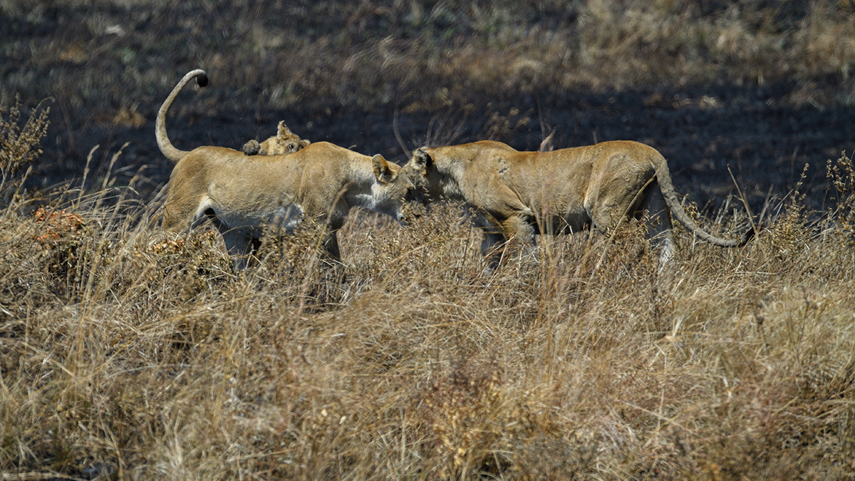 _5RG8092_20180727_120112_4045Masai Mara 2018.jpg