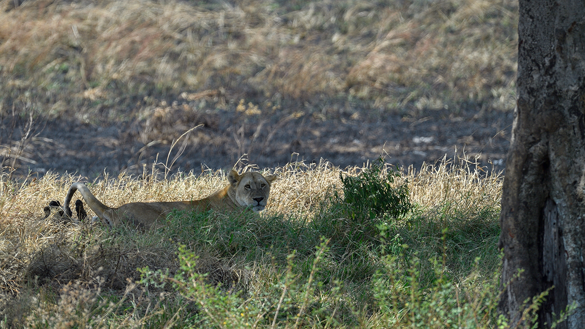 _5RG8116_20180727_120237_4046Masai Mara 2018.jpg