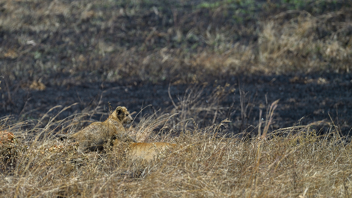 _5RG8117_20180727_120300_4047Masai Mara 2018.jpg