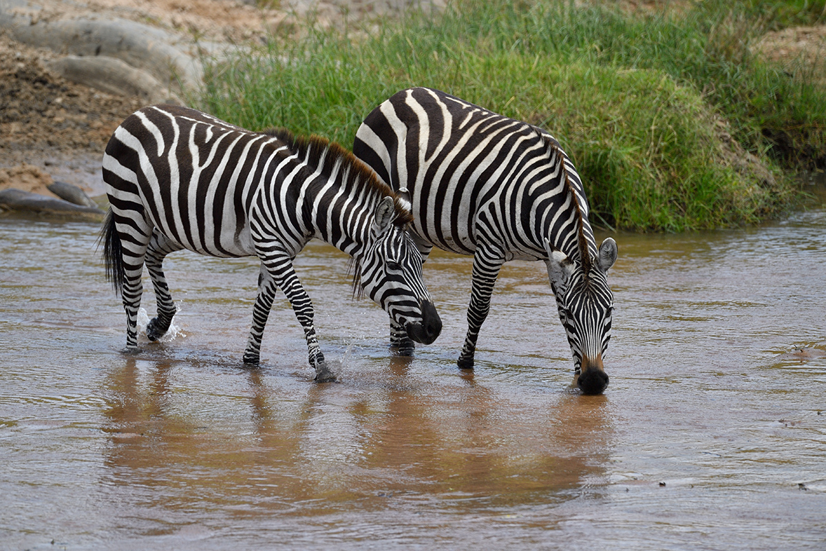 _5RG8124_20180727_121713_4049Masai Mara 2018.jpg