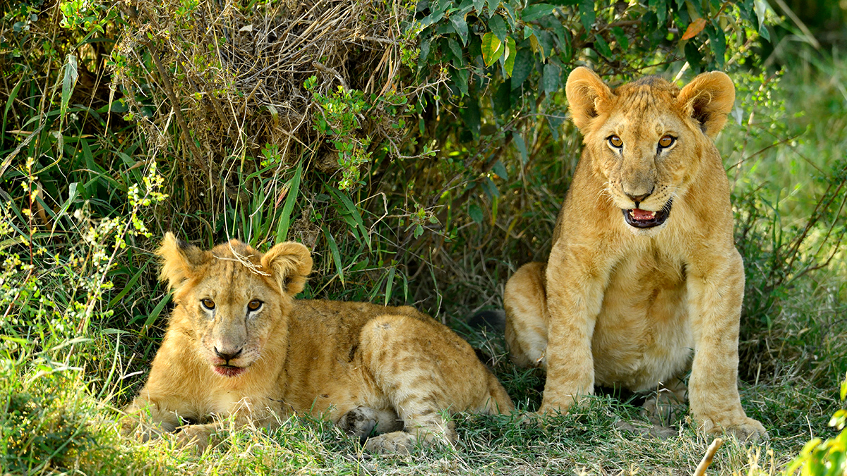 _5RG8129_20180722_171011_1871Masai Mara 2018-1200.jpg