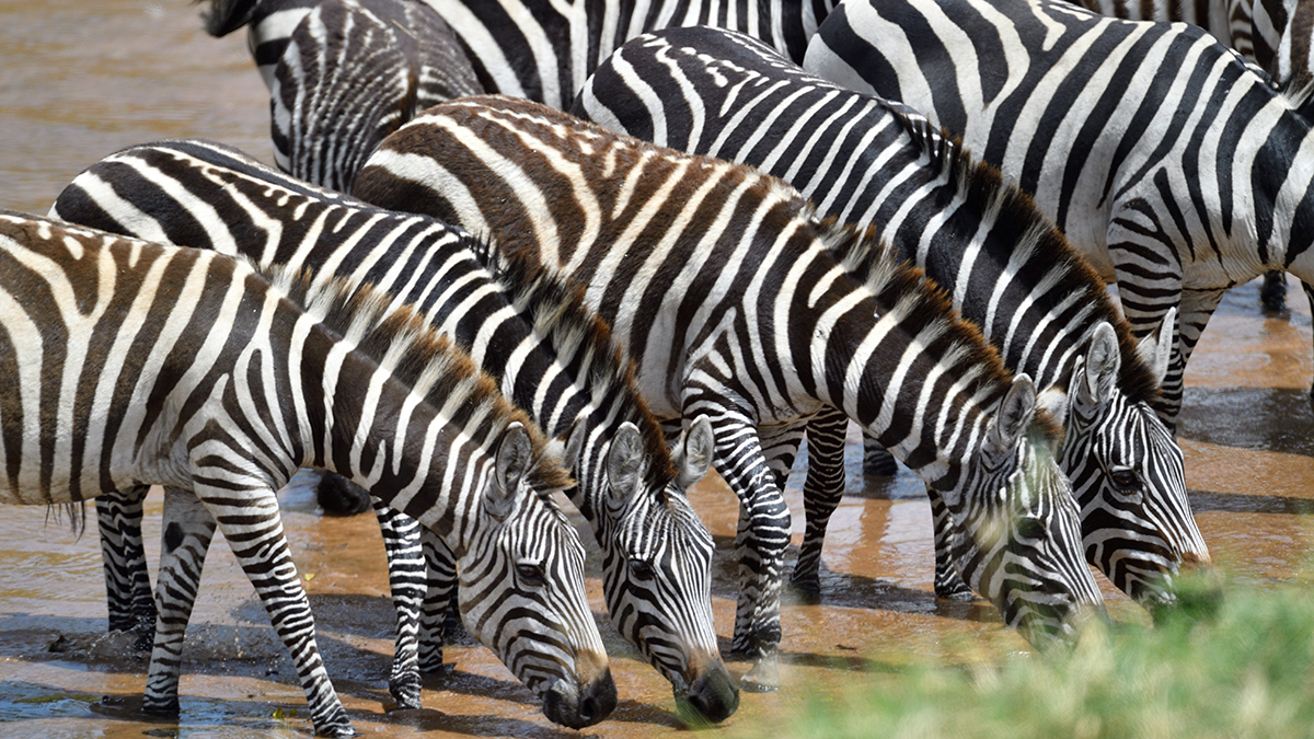 _5RG8158_20180727_122438_4055Masai Mara 2018.jpg