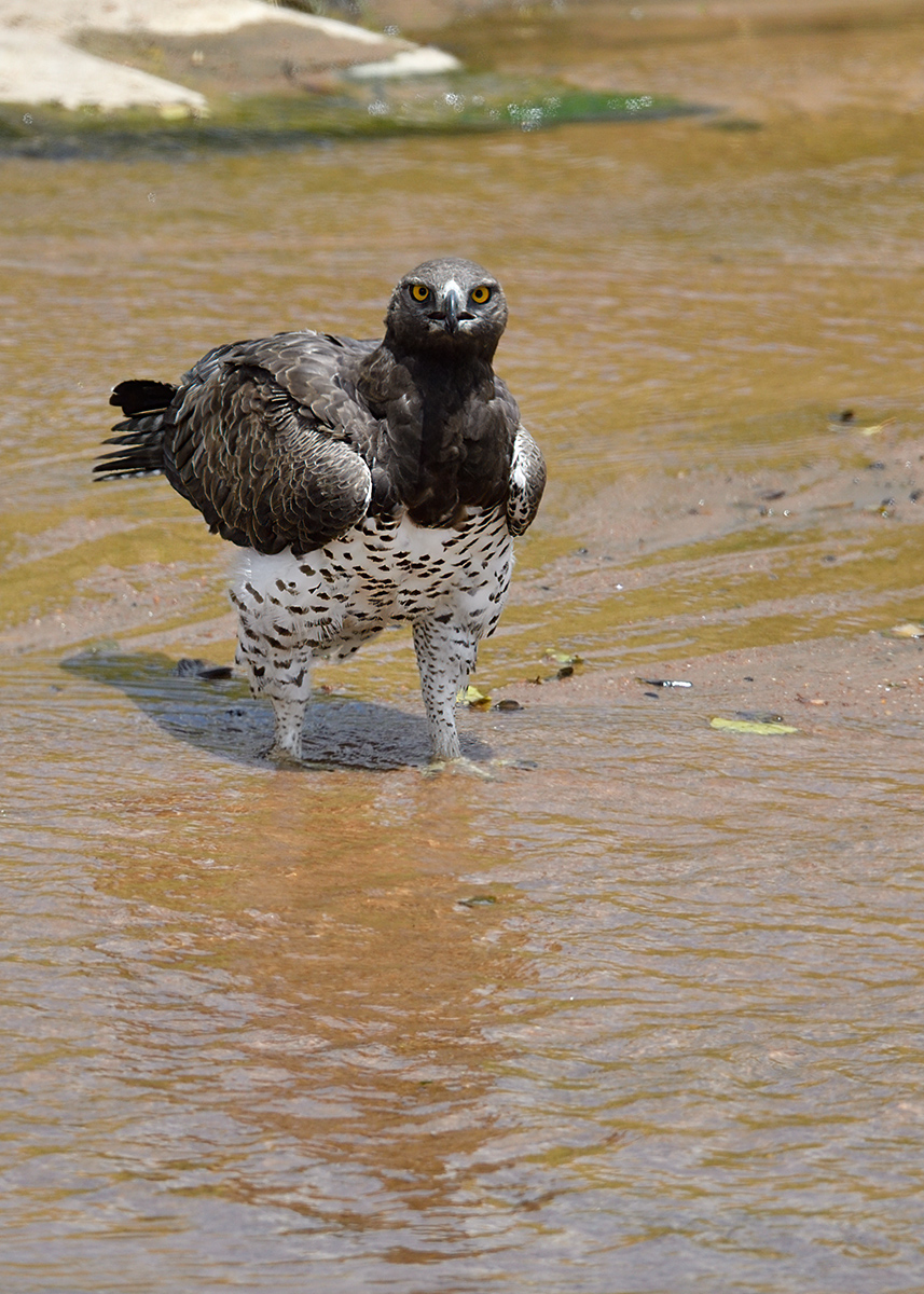 _5RG8211_20180727_124701_4066Masai Mara 2018.jpg