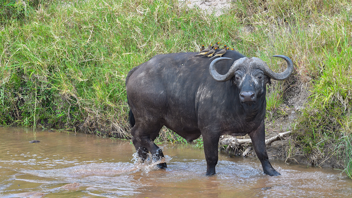 _5RG8241_20180727_130146_4070Masai Mara 2018.jpg