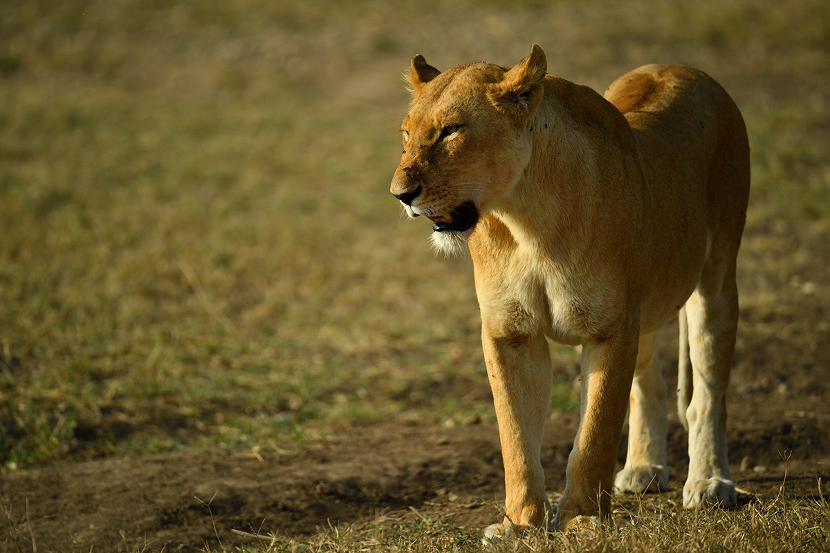 _5RG8251_20180722_171145_1874Masai Mara 2018.jpg