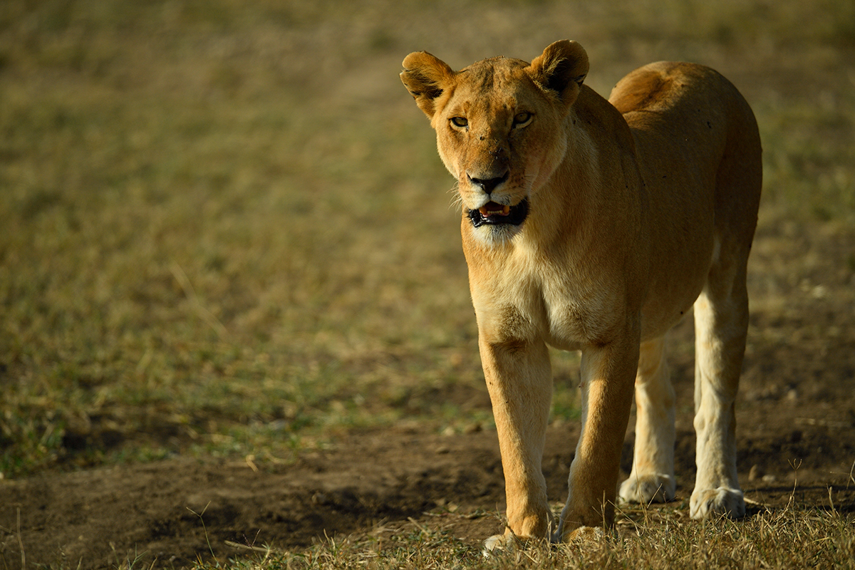 _5RG8260_20180722_171148_1875Masai Mara 2018-1200.jpg