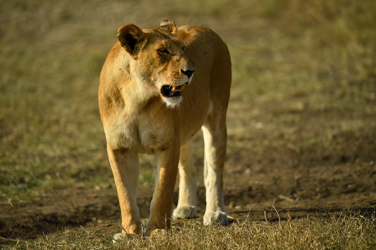 _5RG8272_20180722_171153_1876Masai Mara 2018-1200.jpg