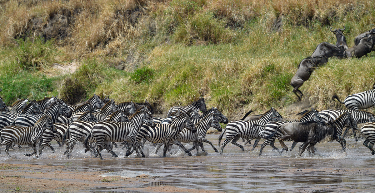 _5RG8273_20180727_131526_4081Masai Mara 2018.jpg