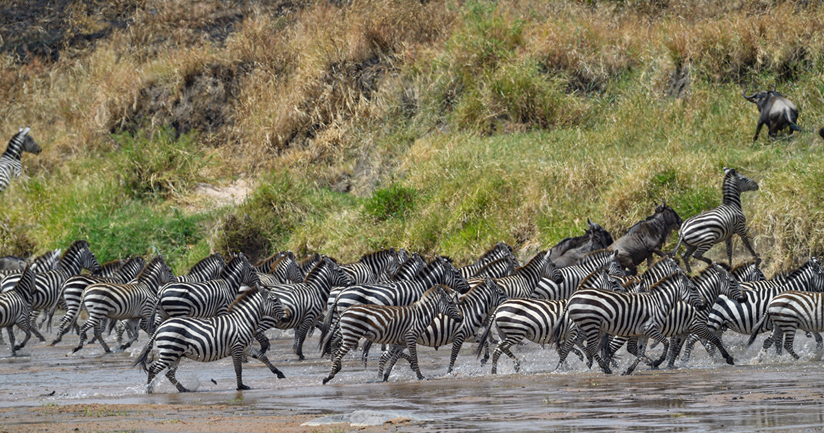 _5RG8280_20180727_131527_4088Masai Mara 2018.jpg