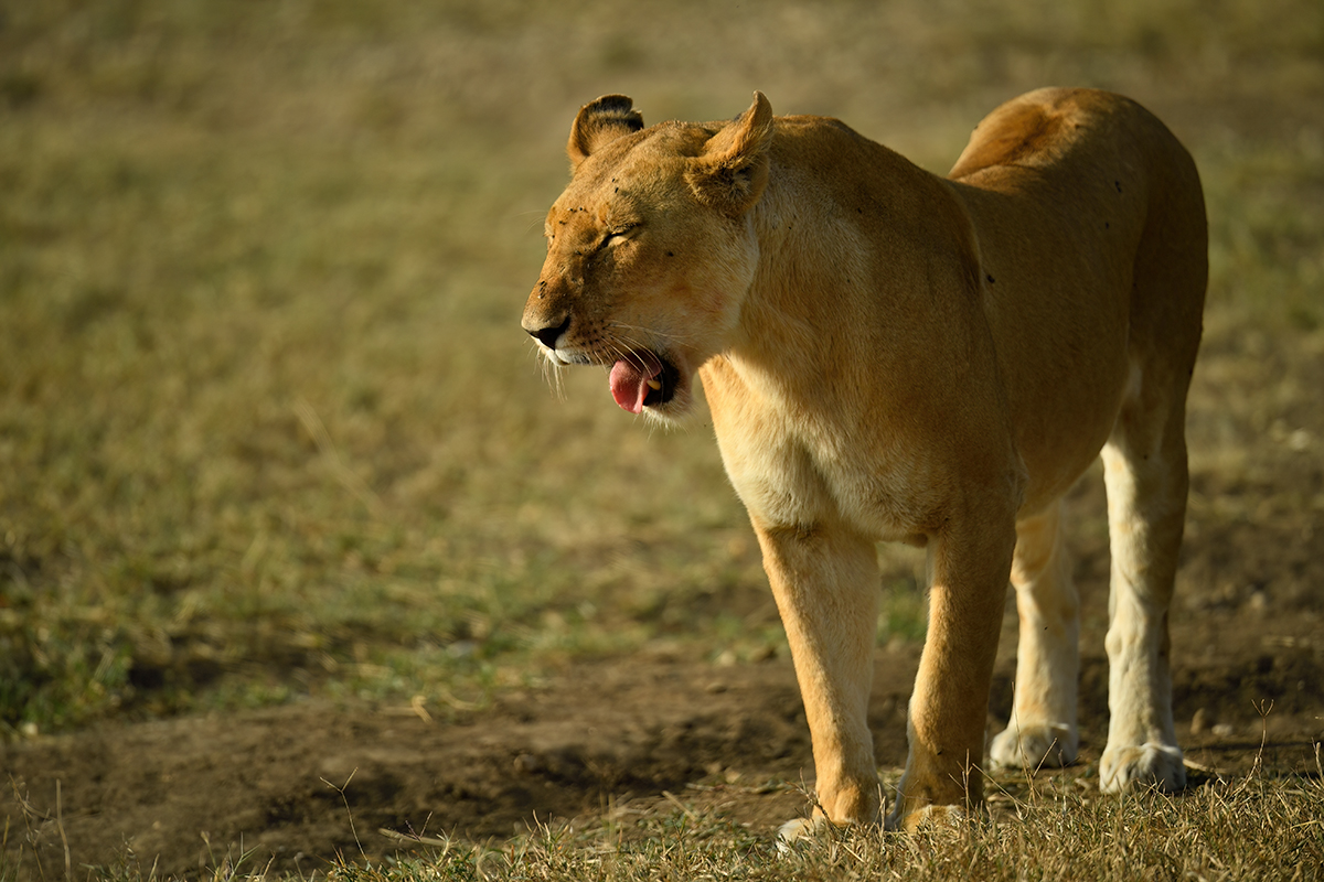 _5RG8286_20180722_171158_1877Masai Mara 2018-1200.jpg