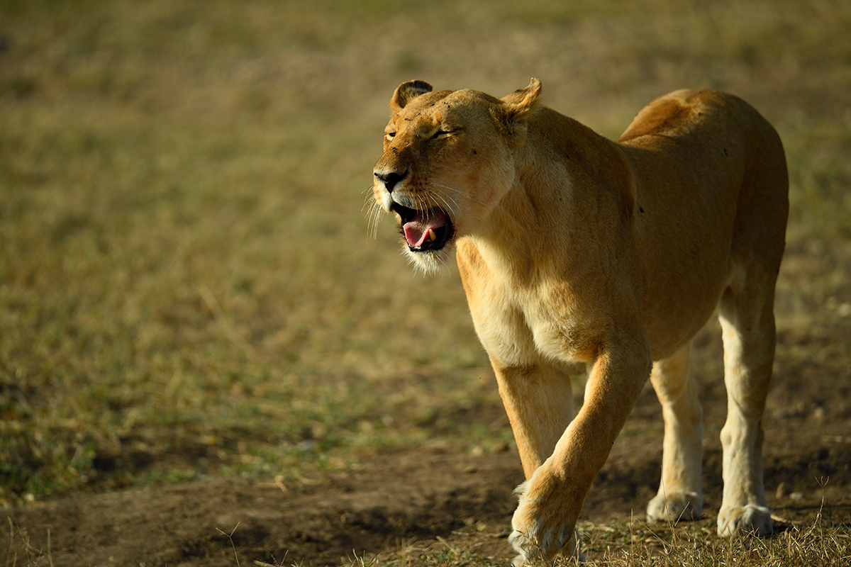 _5RG8292_20180722_171159_1878Masai Mara 2018-1200.jpg