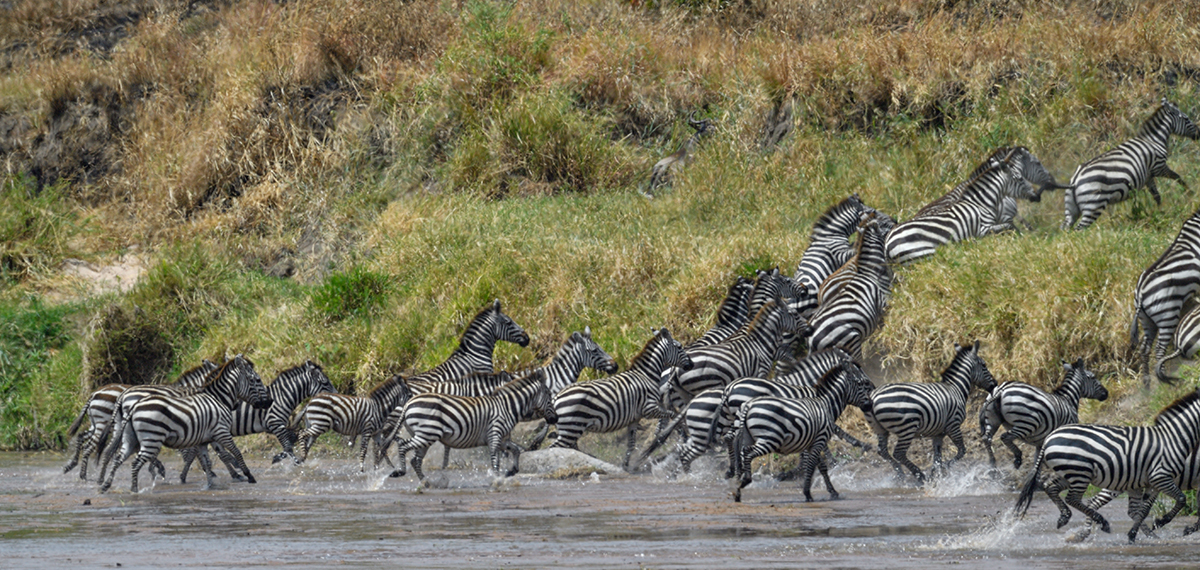 _5RG8293_20180727_131529_4101Masai Mara 2018.jpg
