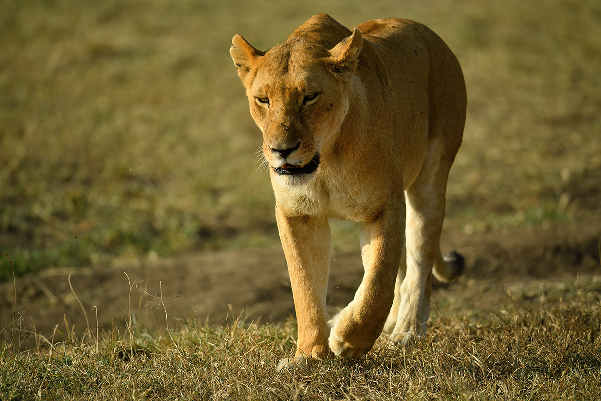 _5RG8299_20180722_171202_1879Masai Mara 20181200.jpg
