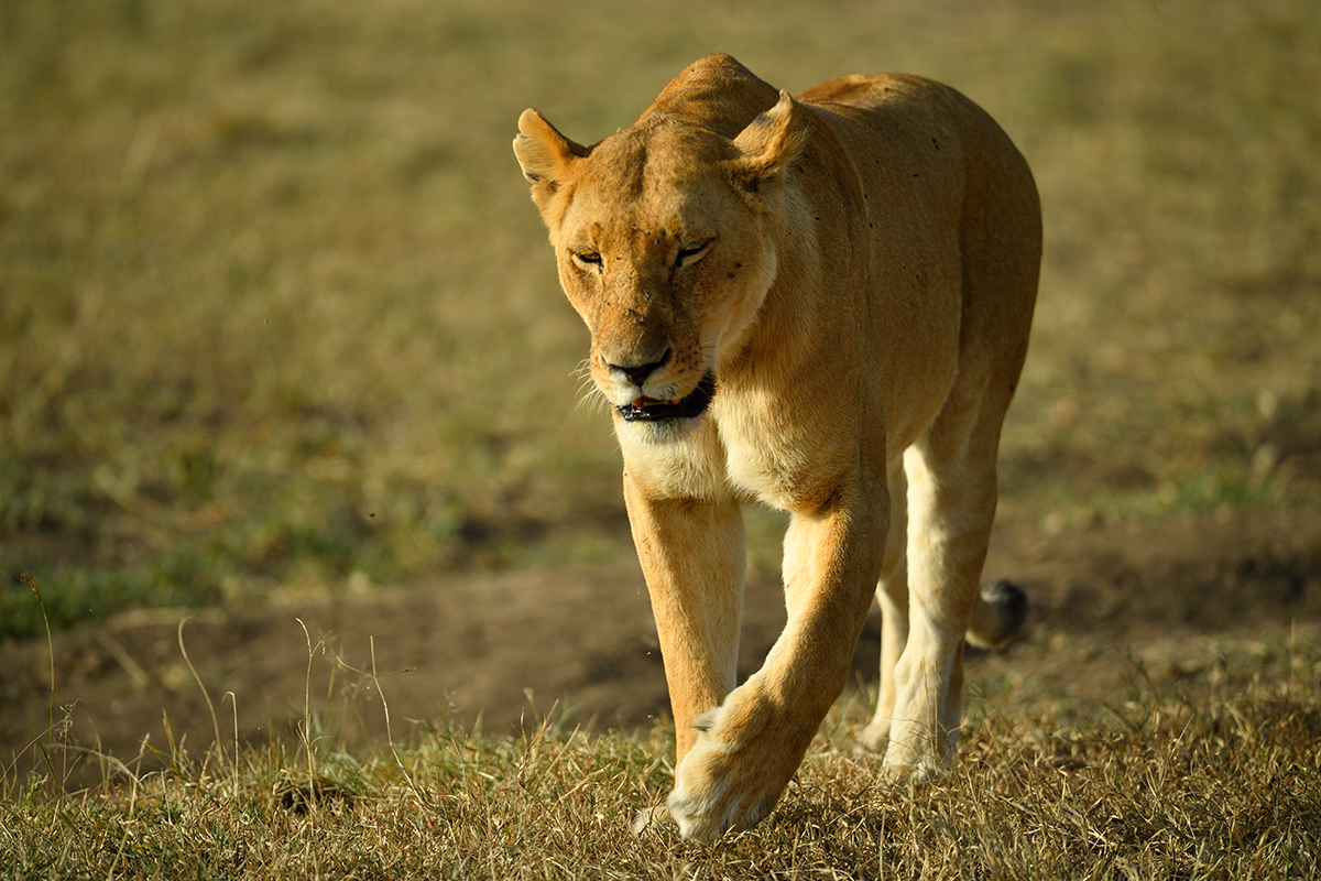 _5RG8300_20180722_171202_1880Masai Mara 2018-1200.jpg