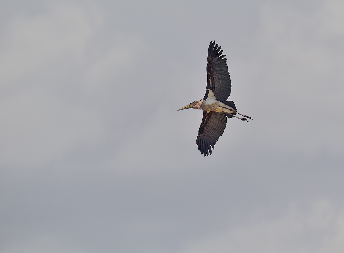 _5RG8307_20180727_133340_4104Masai Mara 2018.jpg