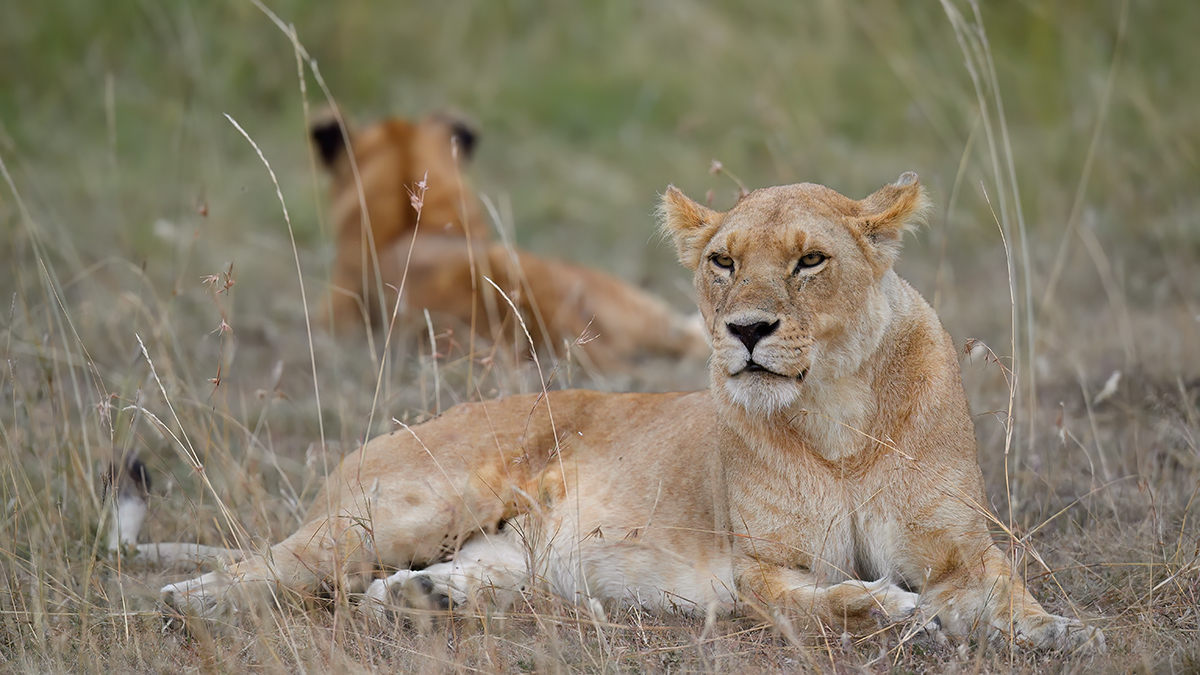 _5RG8400_20180718_181412_901Masai Mara 20181200.jpg