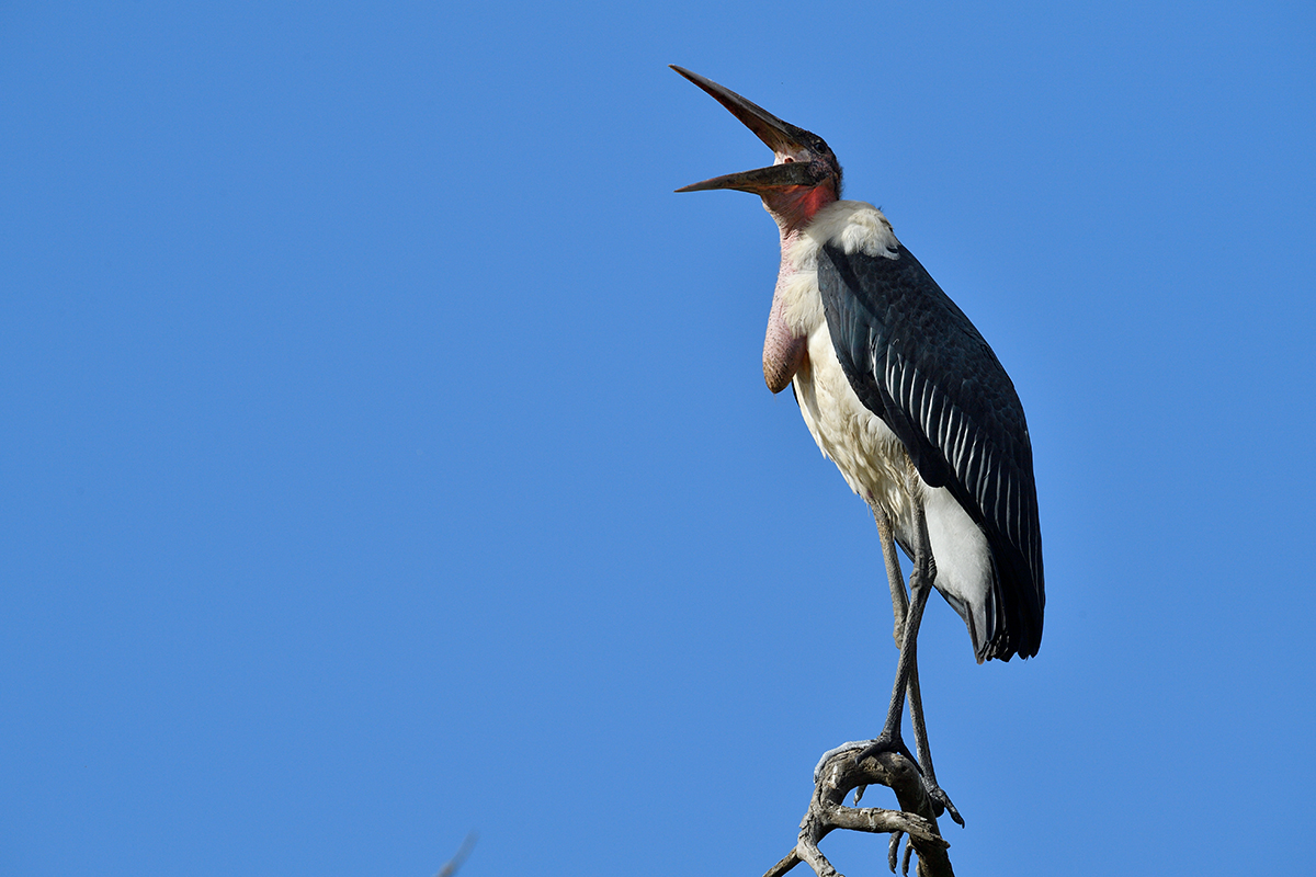 _5RG8431_20180727_170008_4117Masai Mara 2018.jpg