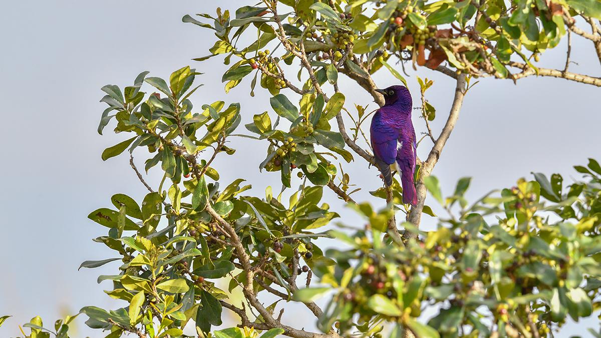 _5RG8450_20180727_170754_4119Masai Mara 2018.jpg