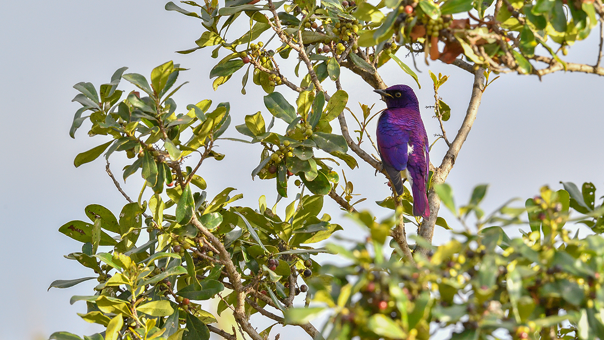 _5RG8451_20180727_170754_4120Masai Mara 2018.jpg