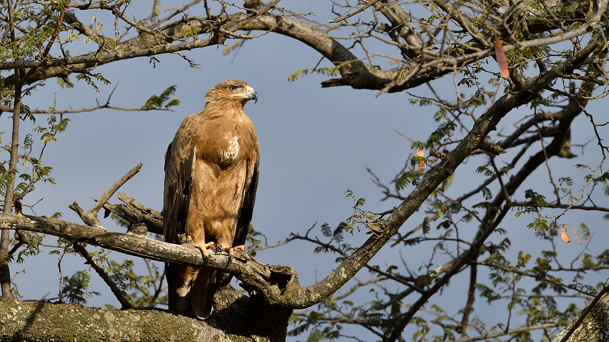_5RG8477_20180727_170909_4122Masai Mara 2018.jpg