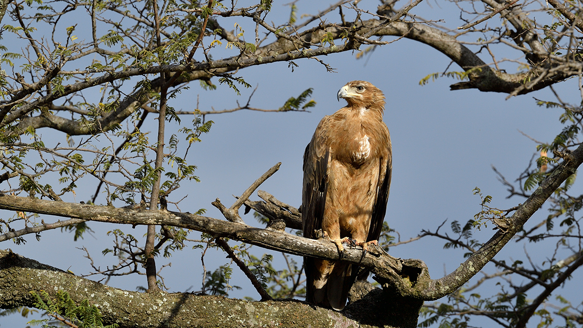 _5RG8507_20180727_170926_4124Masai Mara 2018.jpg
