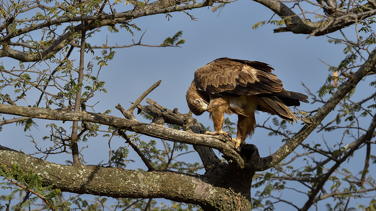 _5RG8556_20180727_170947_4129Masai Mara 2018.jpg