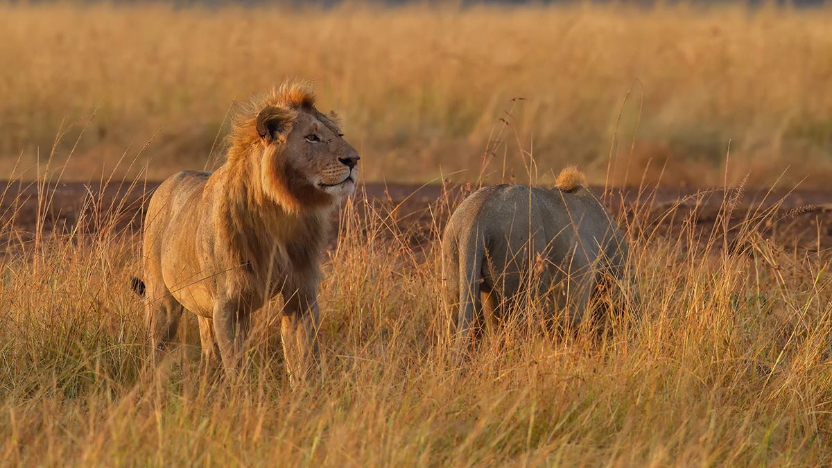 _5RG8680_20180728_070345_4485Masai Mara 2018_7193Masai Mara 2018.jpg