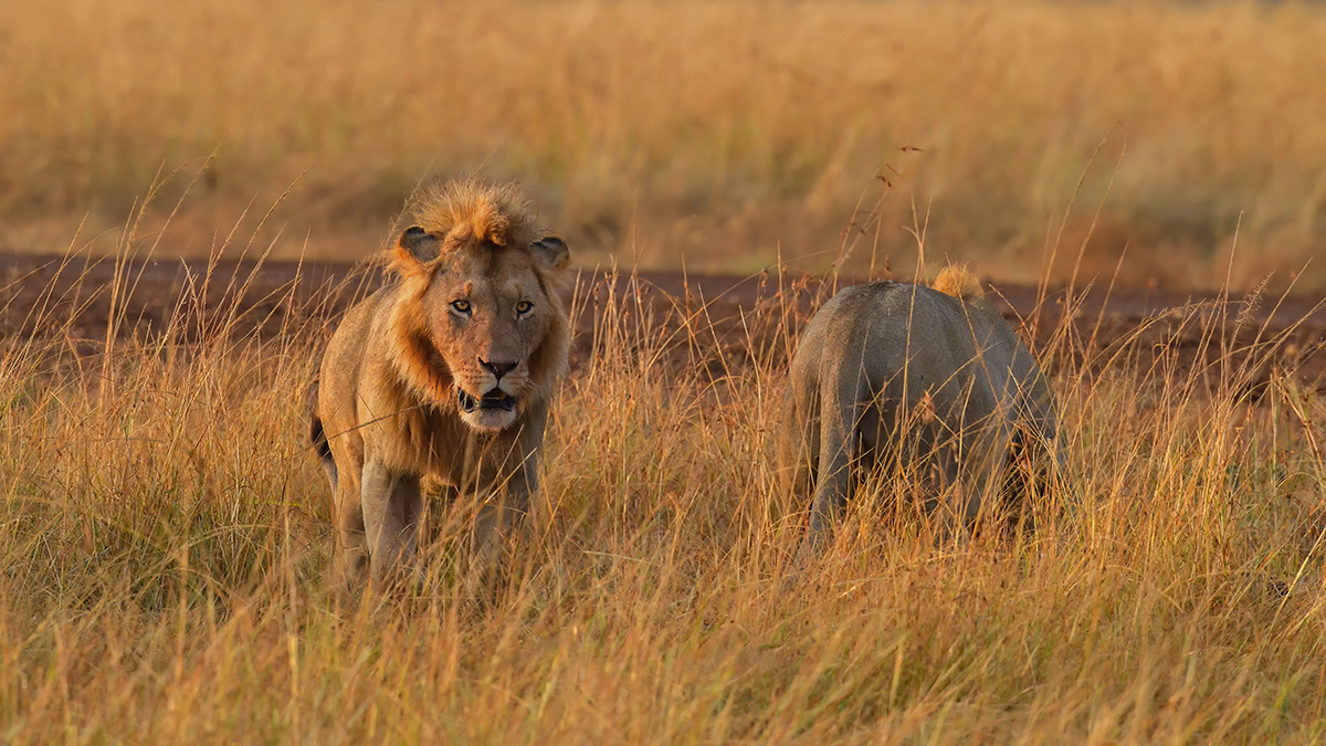 _5RG8700_20180728_070404_4489Masai Mara 2018_7197Masai Mara 2018.jpg
