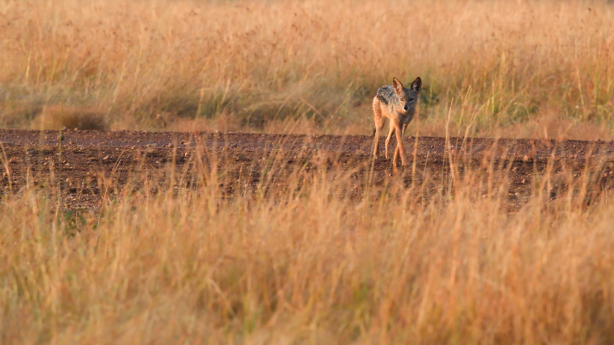 _5RG8720_20180728_070420_4491Masai Mara 2018_7199Masai Mara 2018.jpg