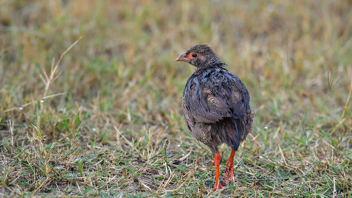 _5RG8842_20180728_073915_4508Masai Mara 2018_7216Masai Mara 2018.jpg
