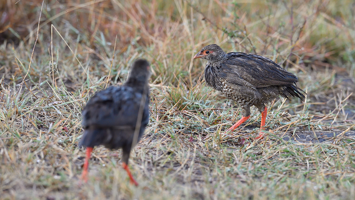 _5RG8853_20180728_073929_4509Masai Mara 2018_7217Masai Mara 2018.jpg