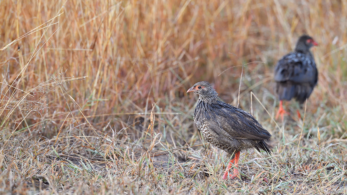 _5RG8861_20180728_073938_4510Masai Mara 2018_7218Masai Mara 2018.jpg