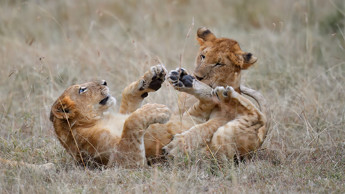 _5RG8886_20180718_182226_902Masai Mara 2018-1200.jpg