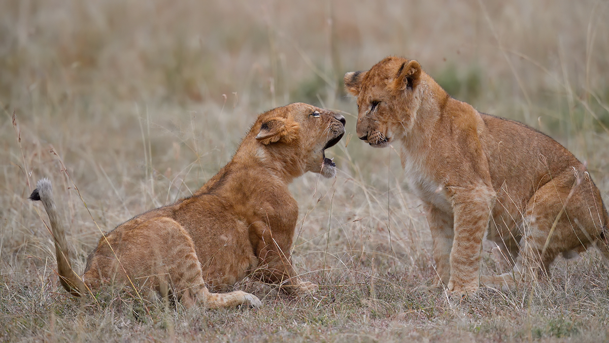 _5RG8904_20180718_182235_903Masai Mara 2018-1200.jpg