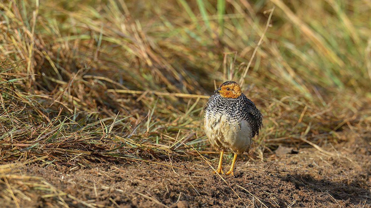 _5RG8950_20180728_080818_4514Masai Mara 2018_7222Masai Mara 2018.jpg