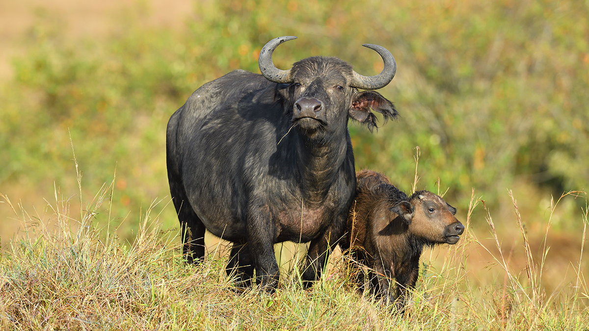 _5RG8968_20180728_081127_4515Masai Mara 2018_7223Masai Mara 2018.jpg