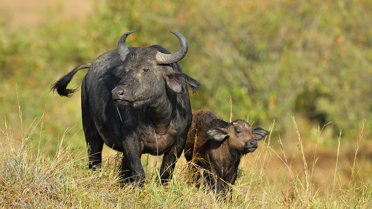 _5RG8980_20180728_081134_4516Masai Mara 2018_7224Masai Mara 2018.jpg