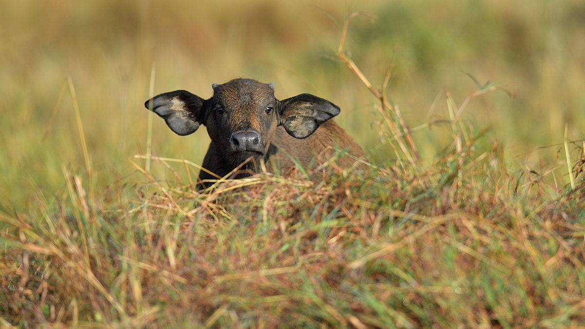 _5RG9027_20180728_081251_4521Masai Mara 2018_7229Masai Mara 2018.jpg