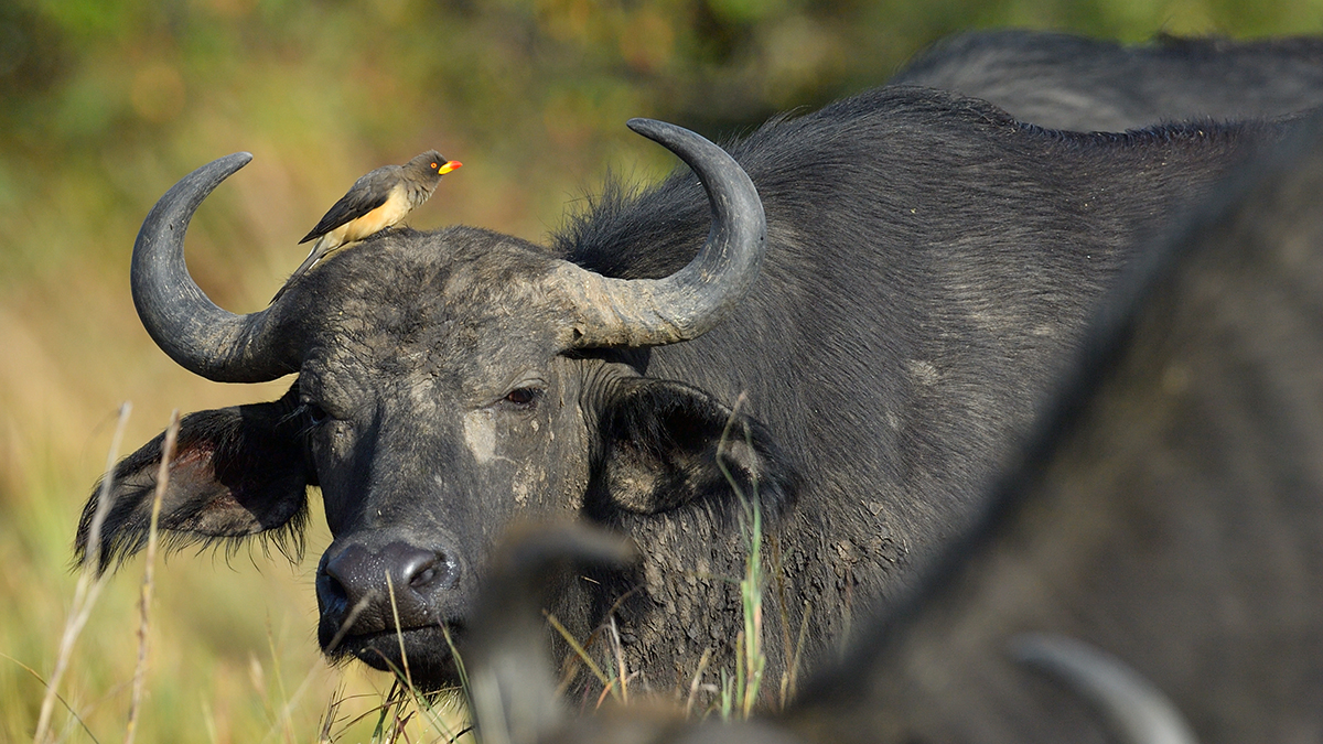 _5RG9140_20180728_081801_4532Masai Mara 2018_7240Masai Mara 2018.jpg
