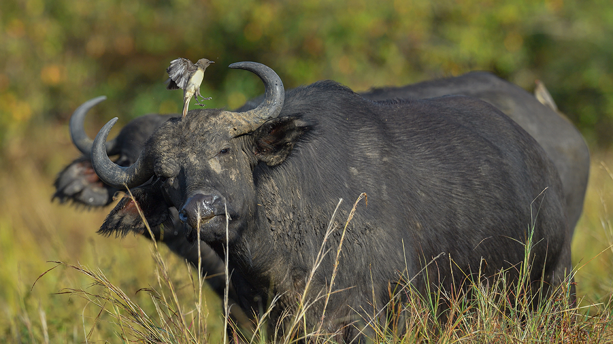 _5RG9162_20180728_081836_4535Masai Mara 2018_7243Masai Mara 2018.jpg