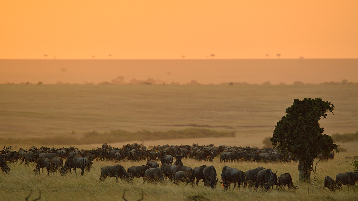 _5RG9174_20180722_182654_1947Masai Mara 2018-1200.jpg