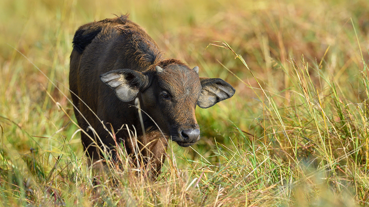 _5RG9177_20180728_081859_4536Masai Mara 2018_7244Masai Mara 2018.jpg
