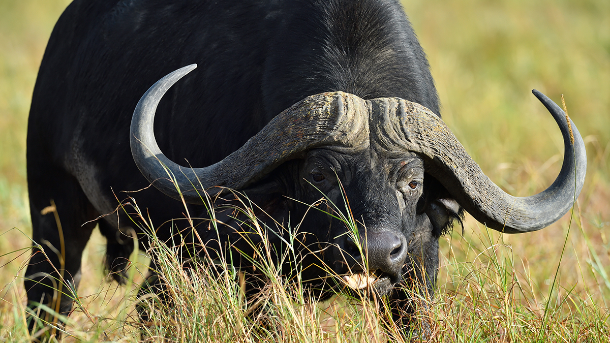 _5RG9190_20180728_081939_4537Masai Mara 2018_7245Masai Mara 2018.jpg