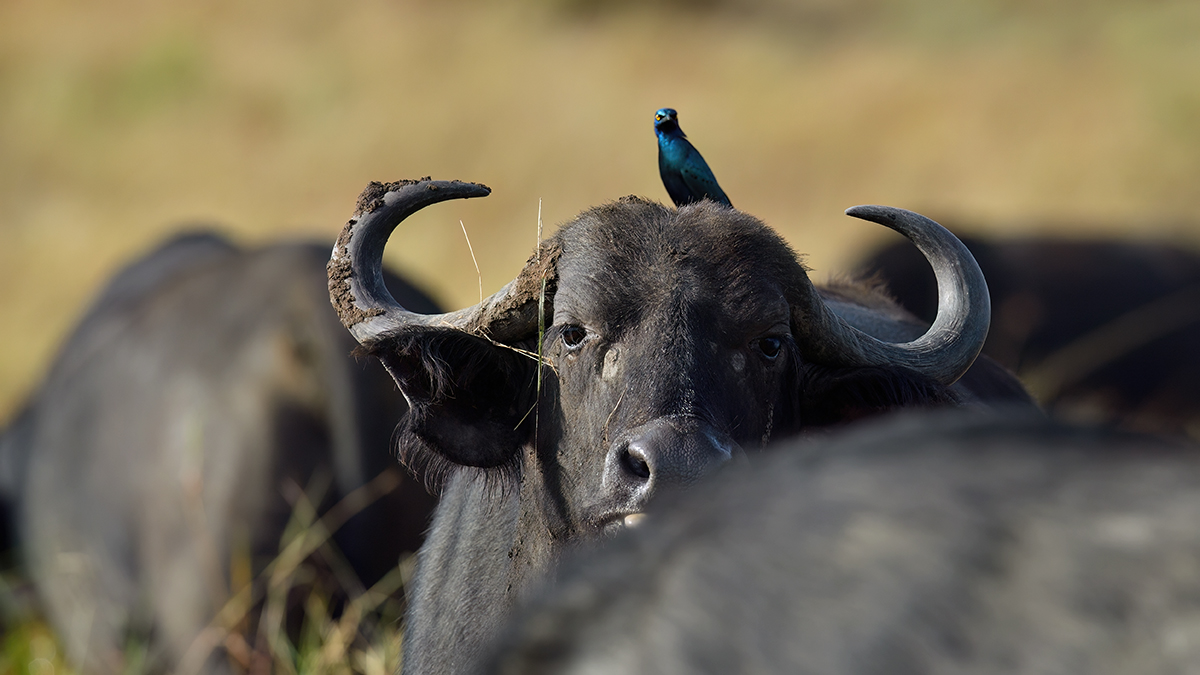 _5RG9217_20180728_082122_4539Masai Mara 2018_7247Masai Mara 2018.jpg