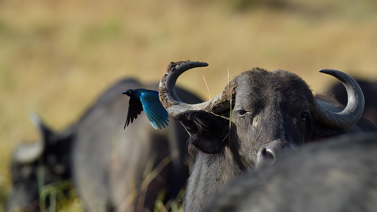 _5RG9219_20180728_082124_4541Masai Mara 2018_7249Masai Mara 2018.jpg