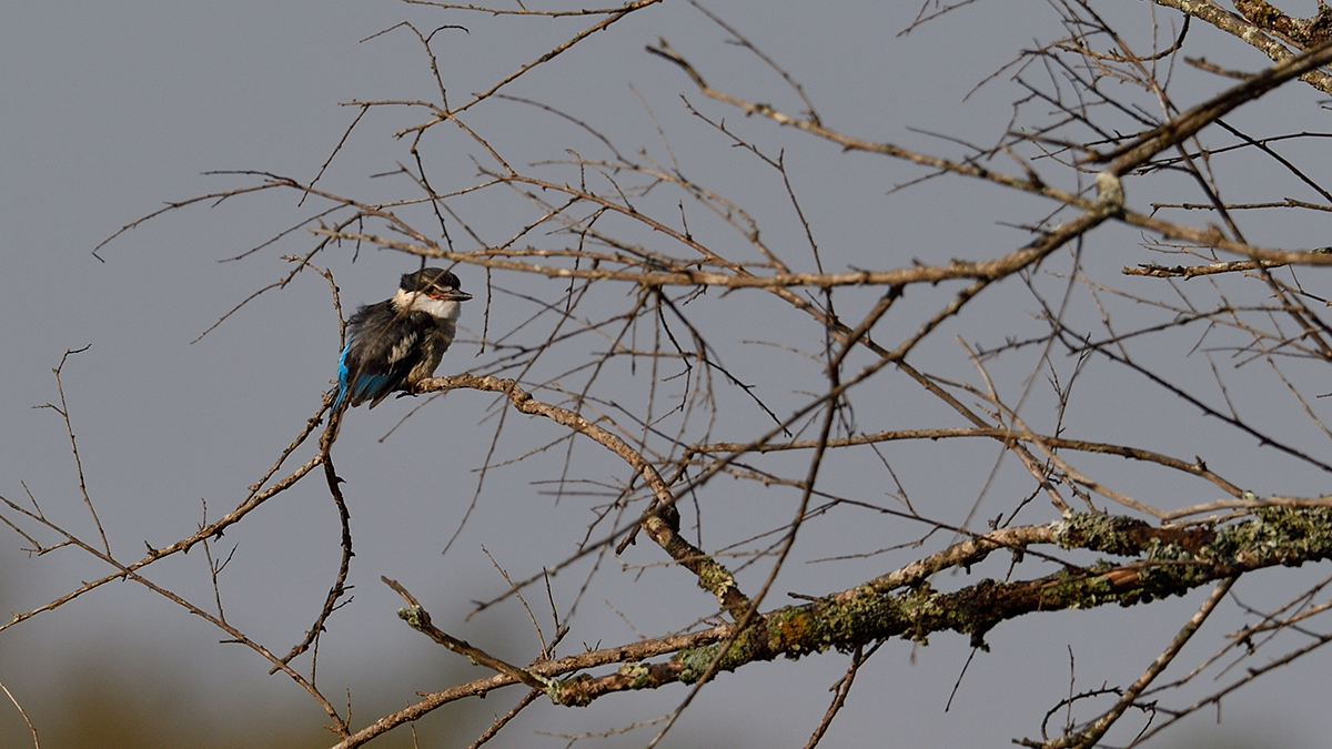 _5RG9223_20180728_083142_4542Masai Mara 2018_7250Masai Mara 2018.jpg