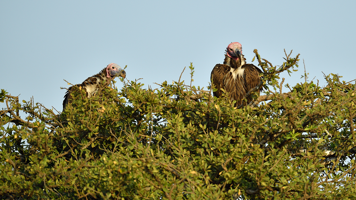 _5RG9246_20180723_073510_2518Masai Mara 2018_3112Masai Mara 2018-1200.jpg