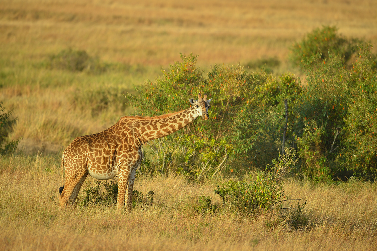_5RG9248_20180723_074601_2519Masai Mara 2018_3113Masai Mara 2018-1200.jpg