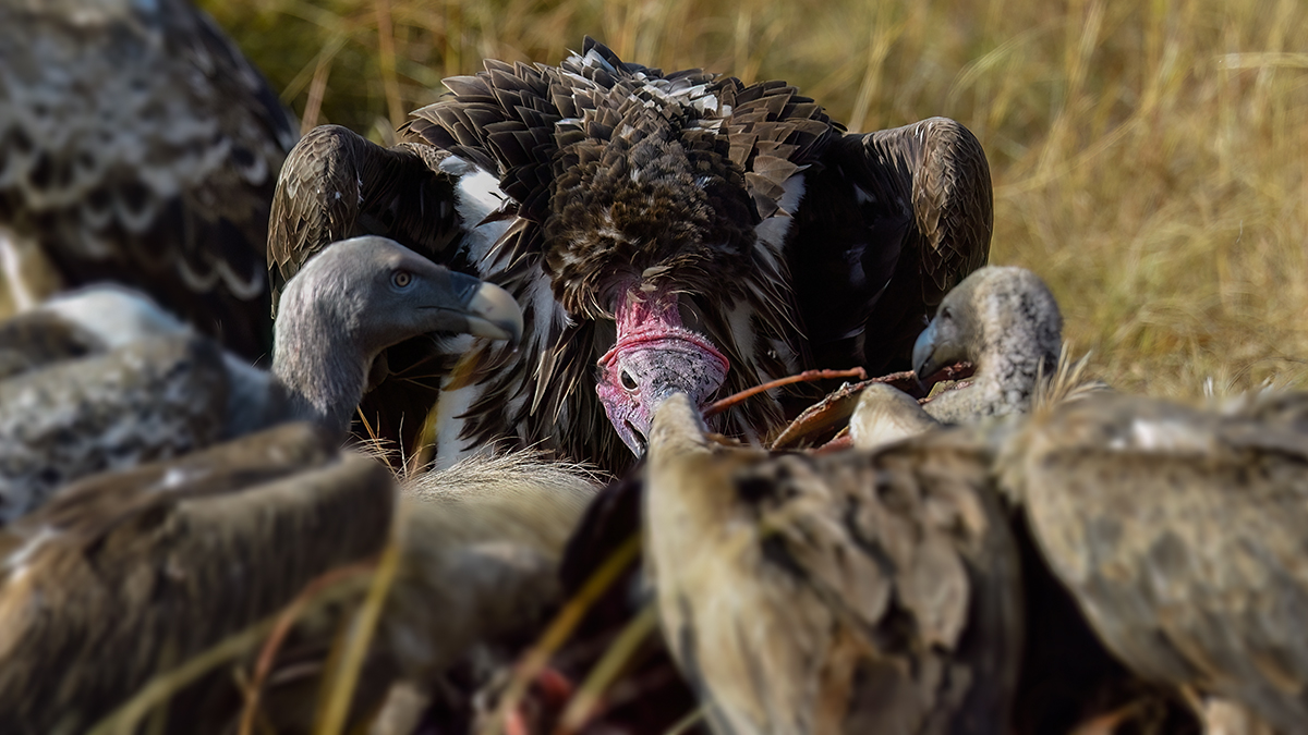 _5RG9251_20180728_085501_4545Masai Mara 2018_7253Masai Mara 2018.jpg