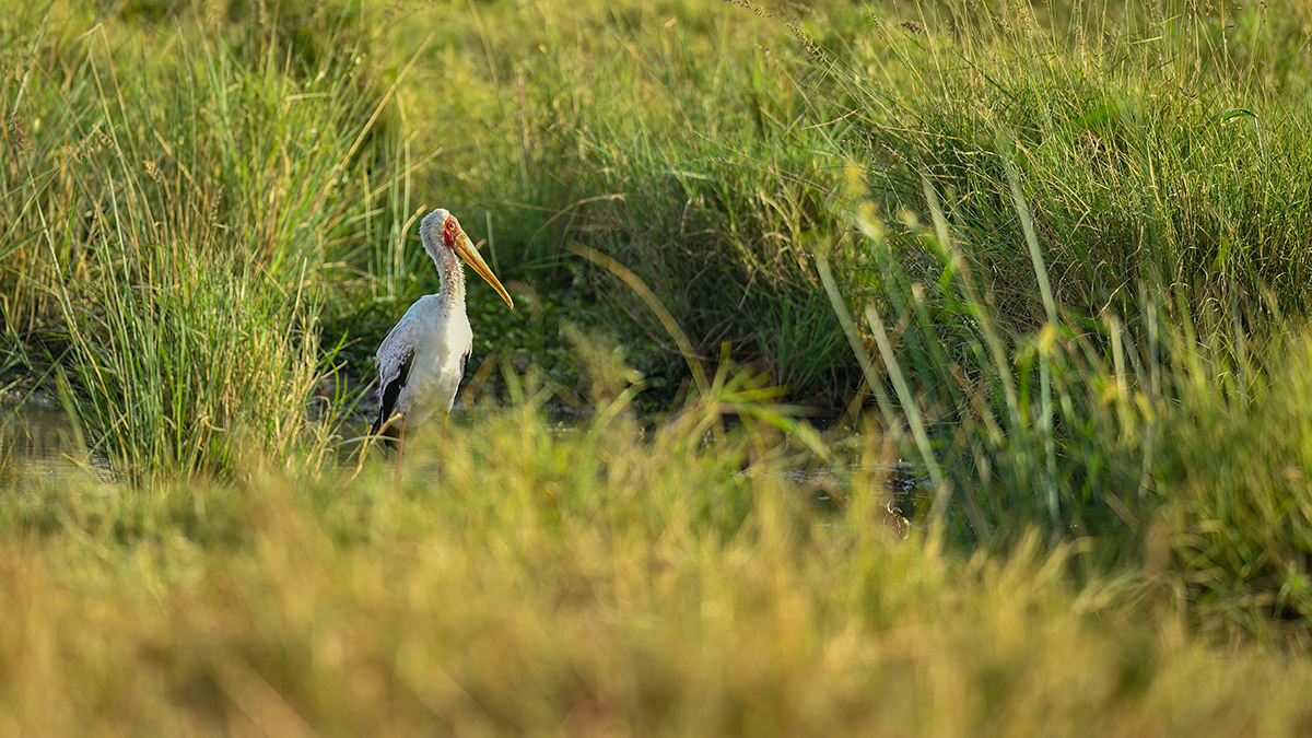 _5RG9252_20180723_080045_2520Masai Mara 2018_3114Masai Mara 2018-1200.jpg